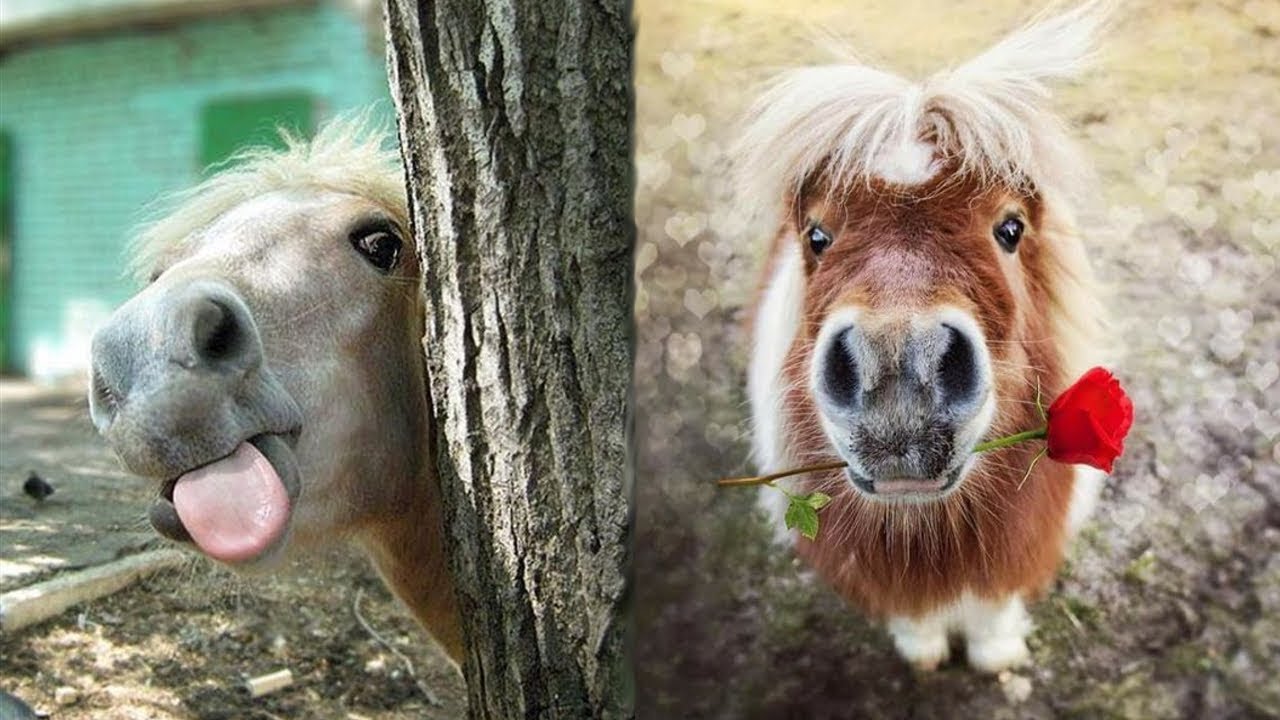 Funny Horses